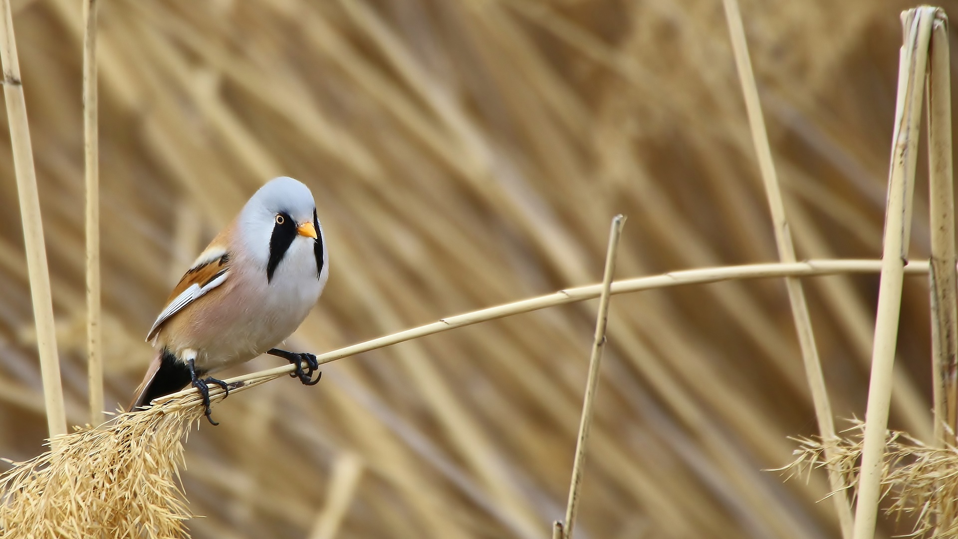 Bearded Reedling